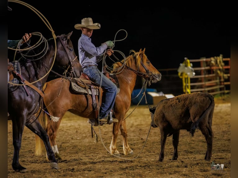 American Quarter Horse Mix Stute 9 Jahre Rotfuchs in Auburn