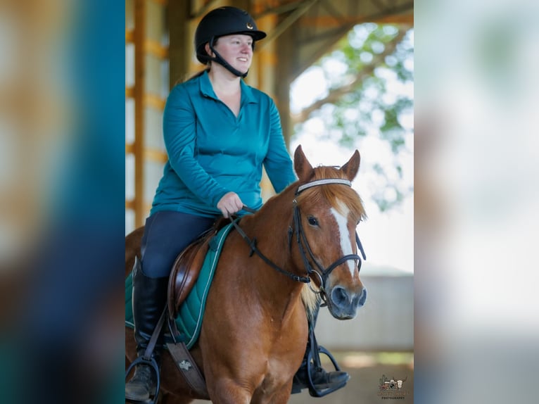 American Quarter Horse Mix Stute 9 Jahre Rotfuchs in Auburn