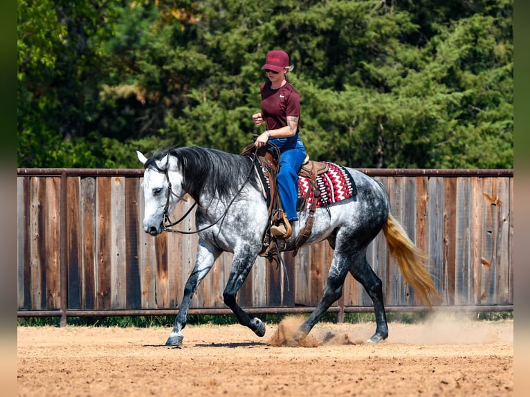 American Quarter Horse Stute 9 Jahre Schimmel in Mount Vernon