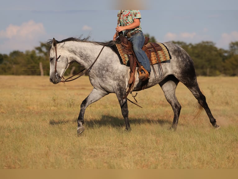 American Quarter Horse Stute 9 Jahre Schimmel in Mount Vernon