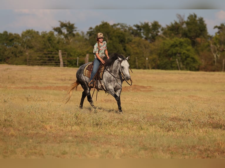 American Quarter Horse Stute 9 Jahre Schimmel in Mount Vernon