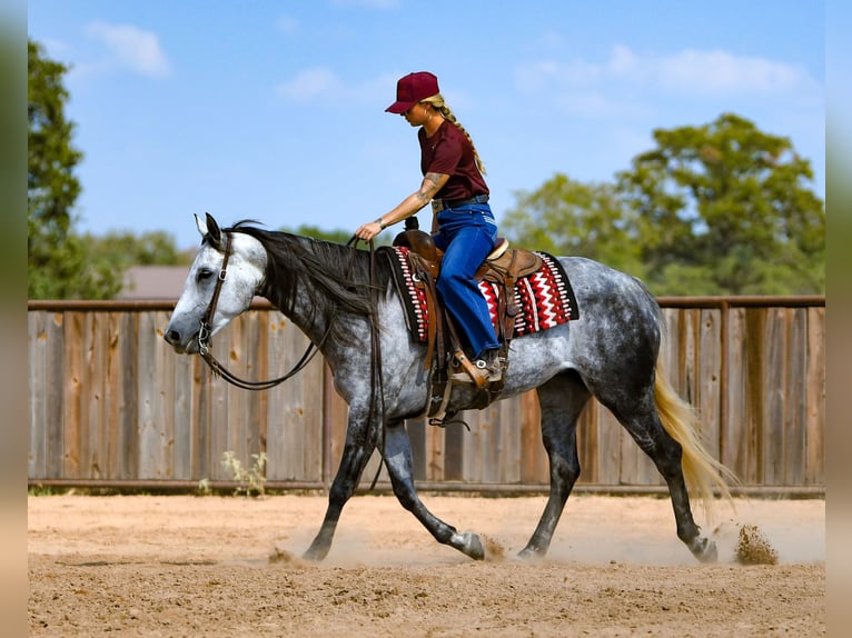 American Quarter Horse Stute 9 Jahre Schimmel in Mount Vernon