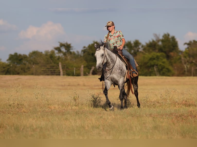 American Quarter Horse Stute 9 Jahre Schimmel in Mount Vernon