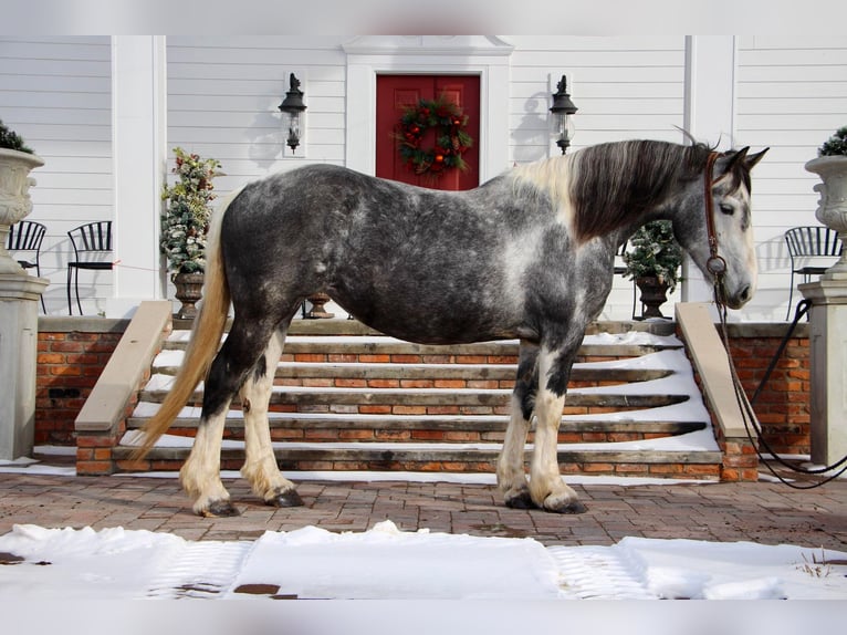 American Quarter Horse Stute 9 Jahre Tobiano-alle-Farben in Highland MI