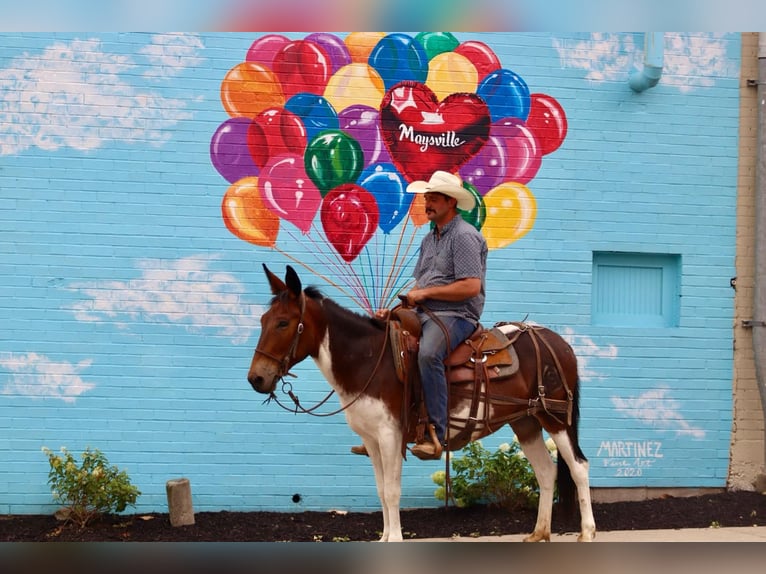 American Quarter Horse Stute 9 Jahre Tobiano-alle-Farben in Brooksville Ky