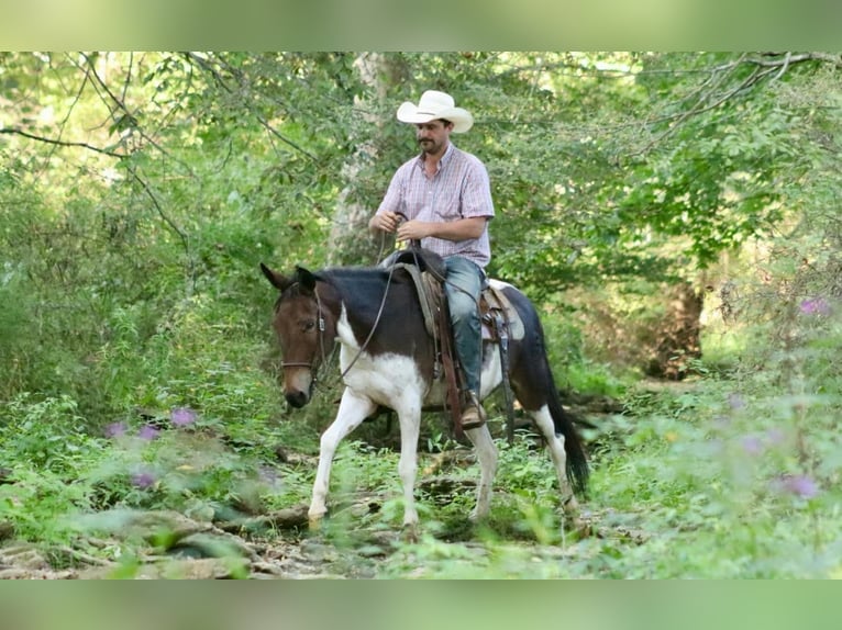 American Quarter Horse Stute 9 Jahre Tobiano-alle-Farben in Brooksville Ky