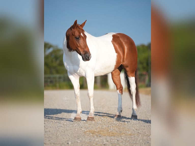 American Quarter Horse Stute 9 Jahre Tobiano-alle-Farben in Weatherford TX