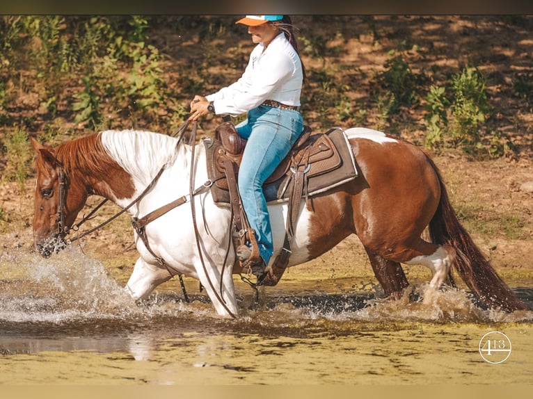 American Quarter Horse Stute 9 Jahre Tobiano-alle-Farben in Weatherford TX