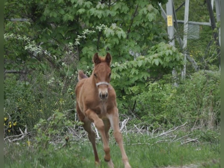 American Quarter Horse Stute  143 cm Dunkelfuchs in Mehlmeisel