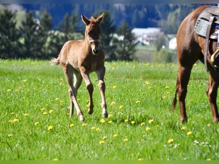 American Quarter Horse Stute  143 cm Dunkelfuchs in Mehlmeisel