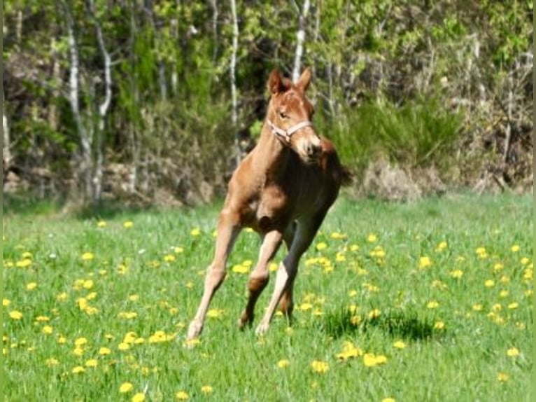 American Quarter Horse Stute  143 cm Dunkelfuchs in Mehlmeisel