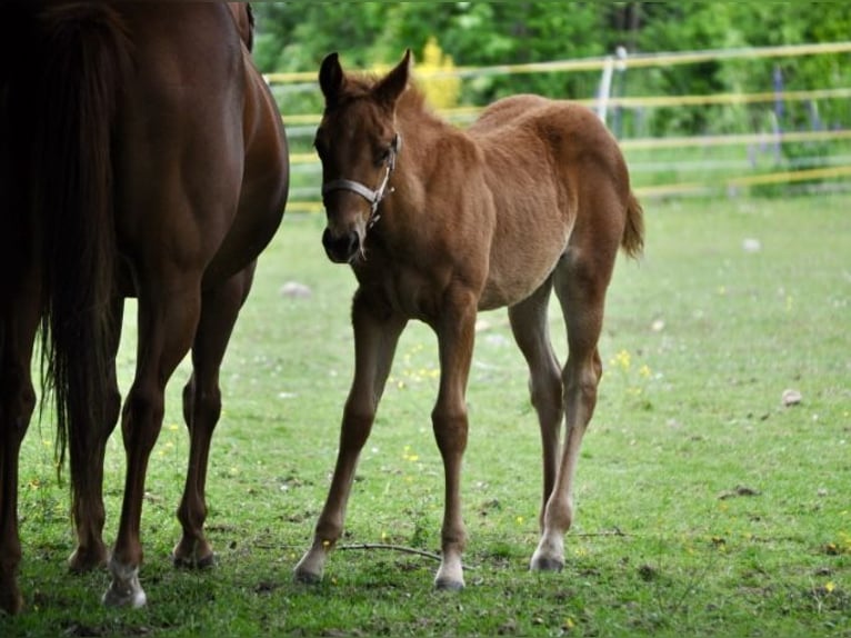 American Quarter Horse Stute  143 cm Dunkelfuchs in Mehlmeisel