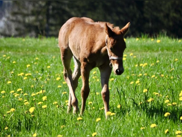 American Quarter Horse Stute  143 cm Dunkelfuchs in Mehlmeisel