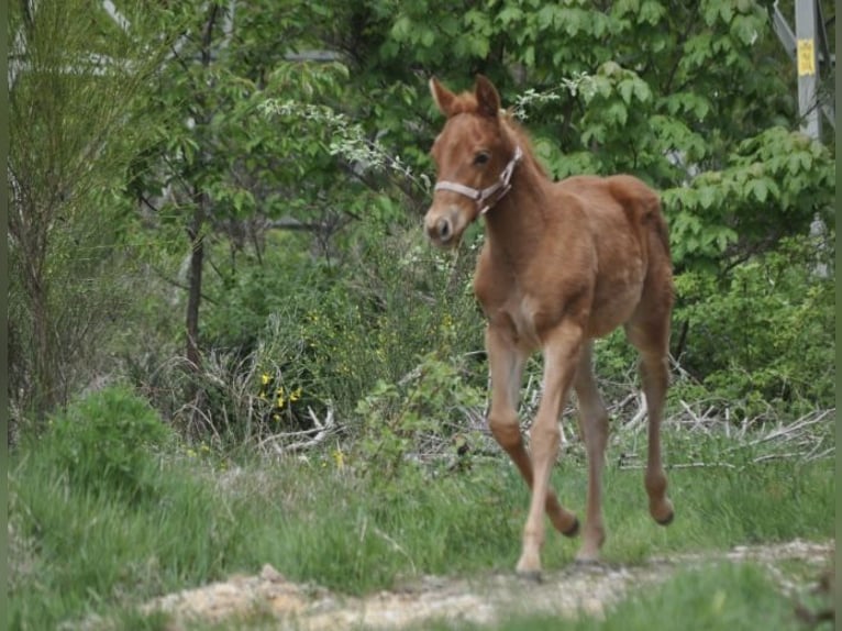 American Quarter Horse Stute  143 cm Dunkelfuchs in Mehlmeisel