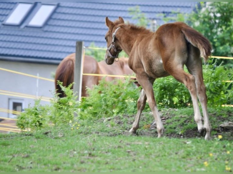 American Quarter Horse Stute  143 cm Dunkelfuchs in Mehlmeisel