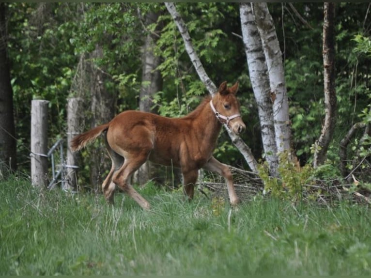American Quarter Horse Stute  143 cm Dunkelfuchs in Mehlmeisel