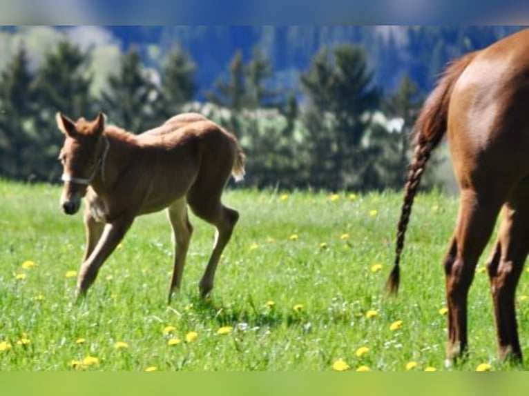 American Quarter Horse Stute  143 cm Dunkelfuchs in Mehlmeisel