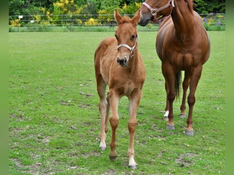American Quarter Horse Stute  143 cm Dunkelfuchs in Mehlmeisel
