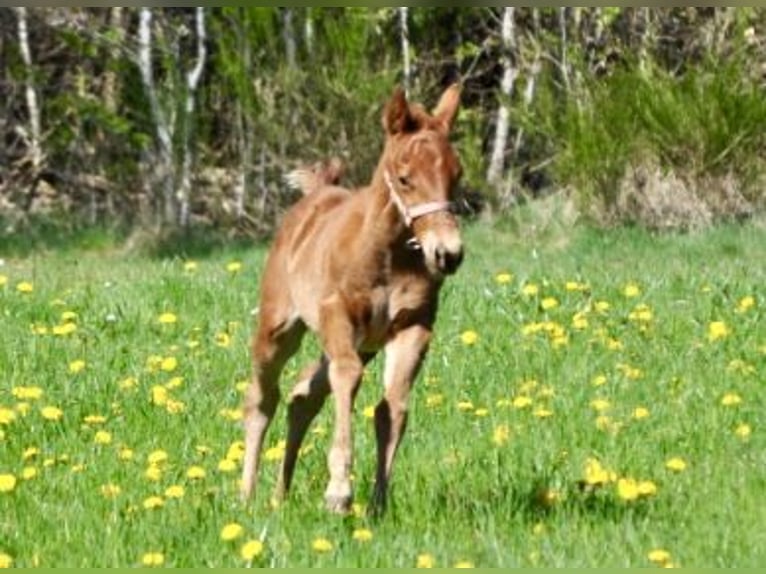 American Quarter Horse Stute  143 cm Dunkelfuchs in Mehlmeisel
