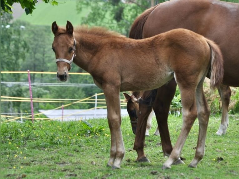 American Quarter Horse Stute  143 cm Dunkelfuchs in Mehlmeisel