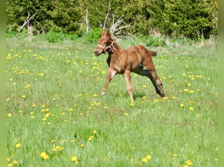 American Quarter Horse Stute  143 cm Dunkelfuchs in Mehlmeisel