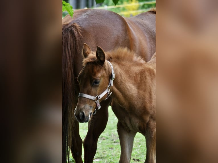 American Quarter Horse Stute  143 cm Dunkelfuchs in Mehlmeisel