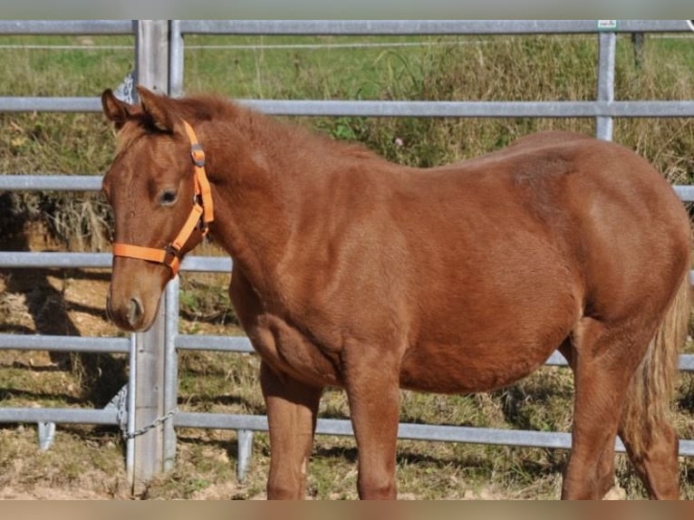 American Quarter Horse Stute Fohlen (01/2025) 143 cm Dunkelfuchs in Mehlmeisel