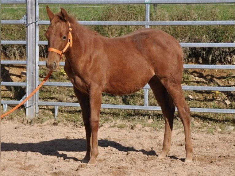 American Quarter Horse Stute Fohlen (01/2025) 143 cm Dunkelfuchs in Mehlmeisel