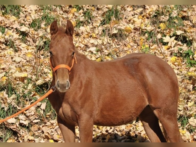 American Quarter Horse Stute Fohlen (01/2025) 143 cm Dunkelfuchs in Mehlmeisel