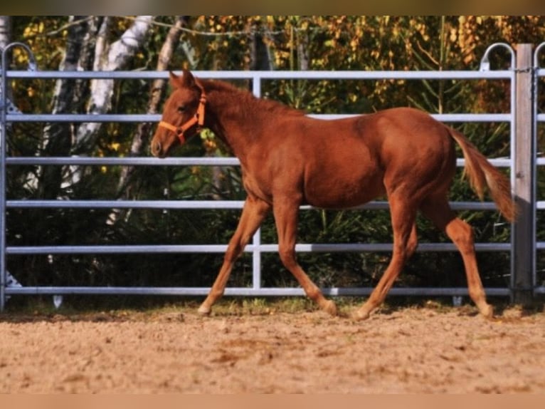 American Quarter Horse Stute Fohlen (01/2025) 143 cm Dunkelfuchs in Mehlmeisel