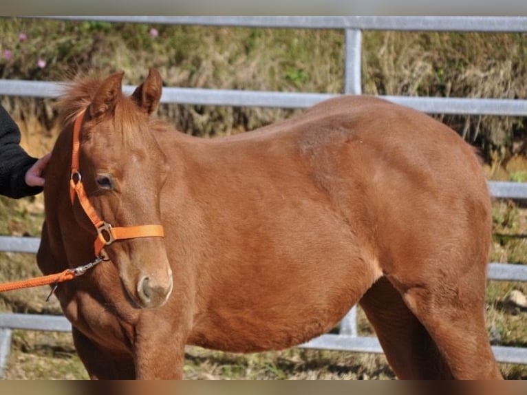 American Quarter Horse Stute Fohlen (01/2025) 143 cm Dunkelfuchs in Mehlmeisel