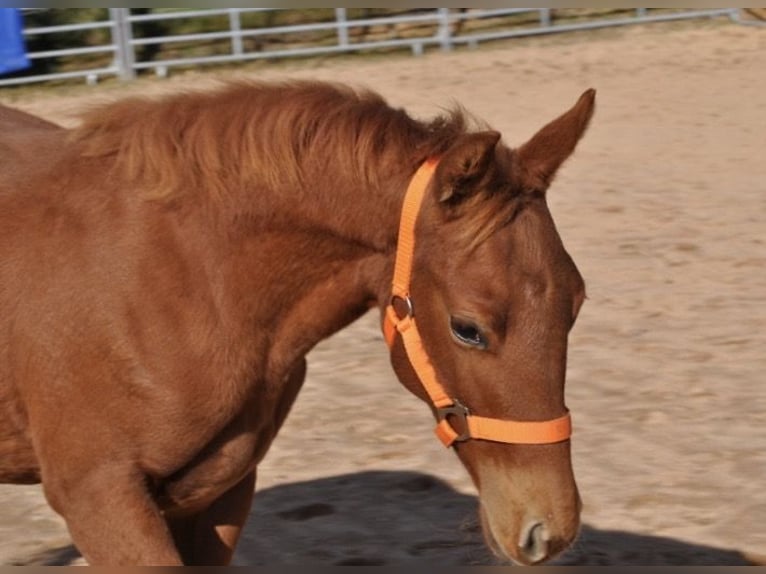 American Quarter Horse Stute Fohlen (01/2025) 143 cm Dunkelfuchs in Mehlmeisel