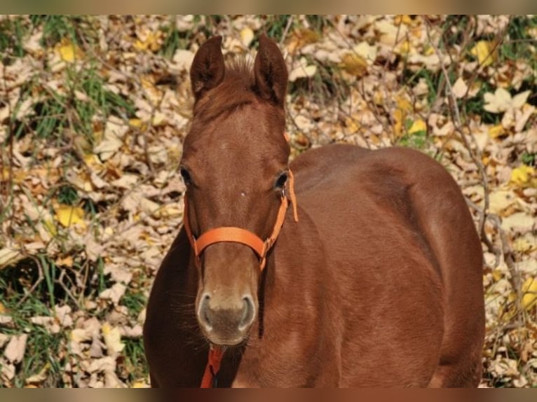 American Quarter Horse Stute Fohlen (01/2025) 143 cm Dunkelfuchs in Mehlmeisel