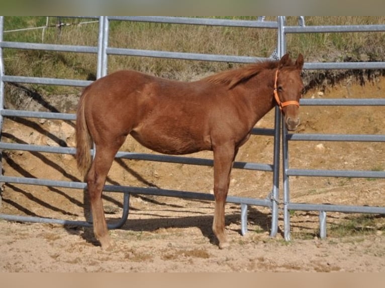 American Quarter Horse Stute Fohlen (01/2025) 143 cm Dunkelfuchs in Mehlmeisel