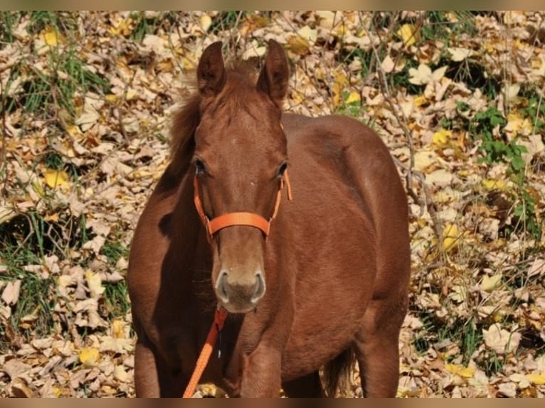 American Quarter Horse Stute Fohlen (01/2025) 143 cm Dunkelfuchs in Mehlmeisel