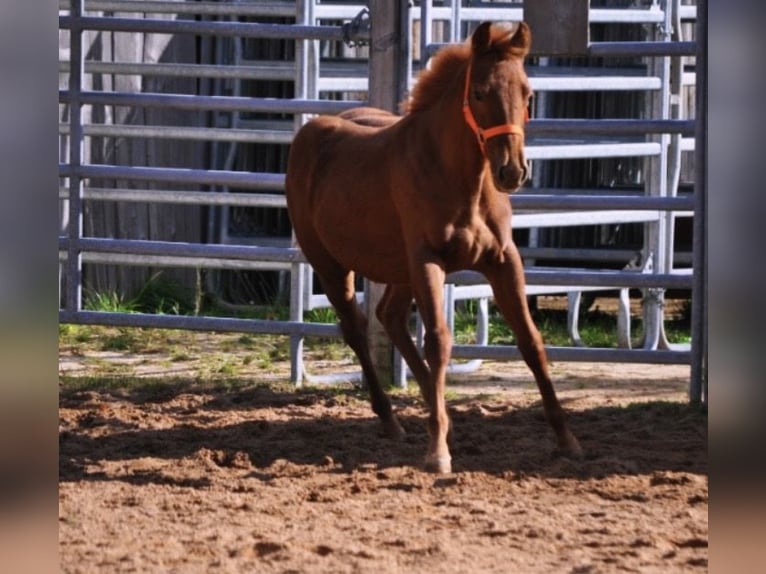 American Quarter Horse Stute Fohlen (01/2025) 143 cm Dunkelfuchs in Mehlmeisel