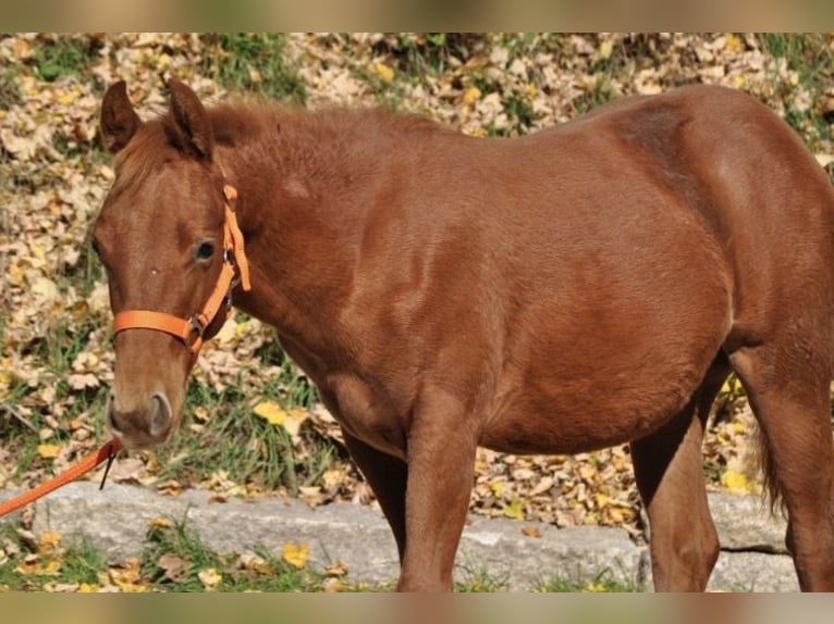 American Quarter Horse Stute Fohlen (01/2025) 143 cm Dunkelfuchs in Mehlmeisel