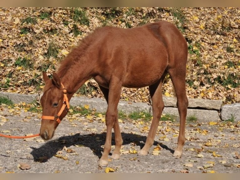 American Quarter Horse Stute Fohlen (01/2025) 143 cm Dunkelfuchs in Mehlmeisel