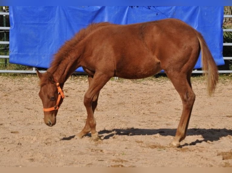 American Quarter Horse Stute Fohlen (01/2025) 143 cm Dunkelfuchs in Mehlmeisel