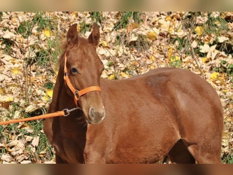 American Quarter Horse Stute Fohlen (01/2025) 143 cm Dunkelfuchs in Mehlmeisel