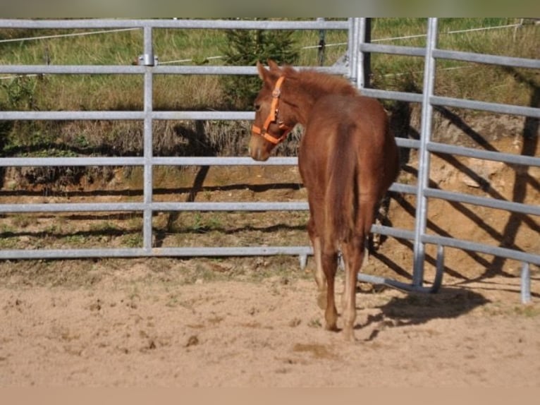 American Quarter Horse Stute Fohlen (01/2025) 143 cm Dunkelfuchs in Mehlmeisel