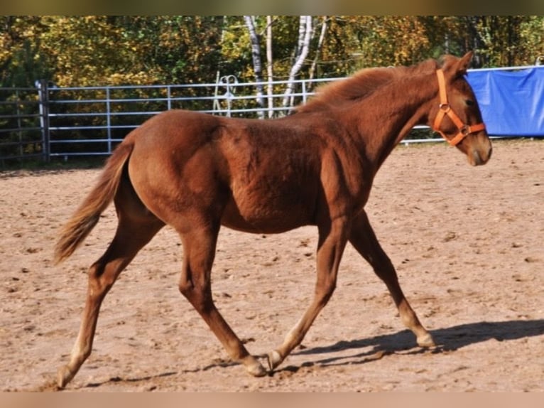 American Quarter Horse Stute Fohlen (01/2025) 143 cm Dunkelfuchs in Mehlmeisel