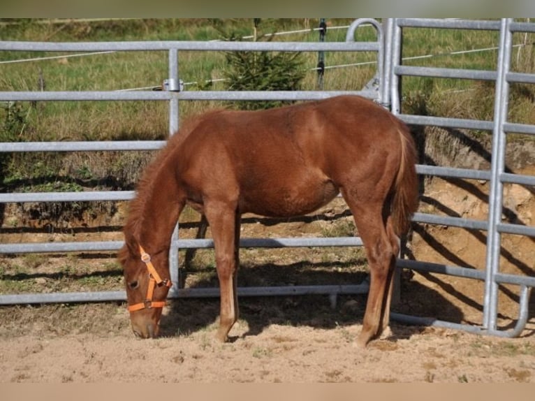 American Quarter Horse Stute Fohlen (01/2025) 143 cm Dunkelfuchs in Mehlmeisel