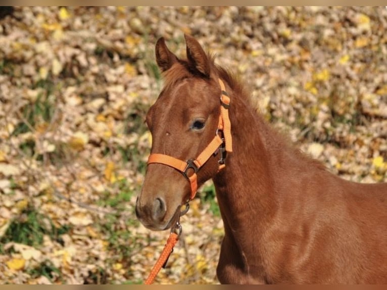 American Quarter Horse Stute Fohlen (01/2025) 143 cm Dunkelfuchs in Mehlmeisel