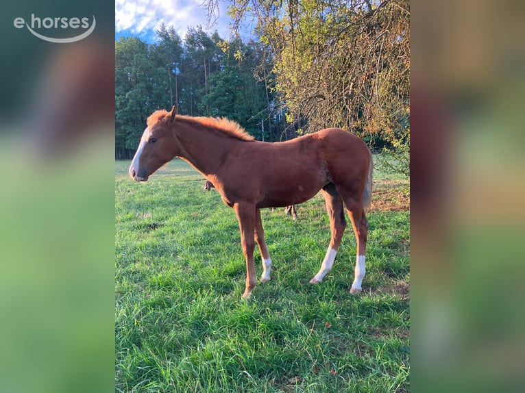 American Quarter Horse Stute Fohlen (04/2026) 145 cm Dunkelfuchs in Geiselwind