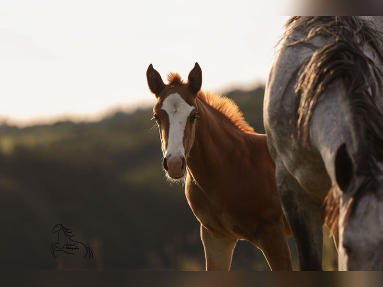American Quarter Horse Stute Fohlen (04/2026) 145 cm Fuchs in Geiselwind