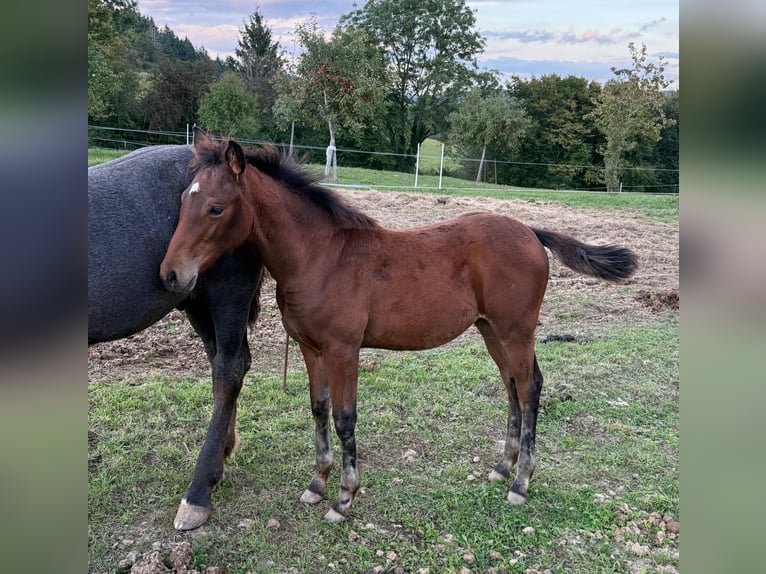 American Quarter Horse Mix Stute Fohlen (05/2025) 148 cm Brauner in Daleiden