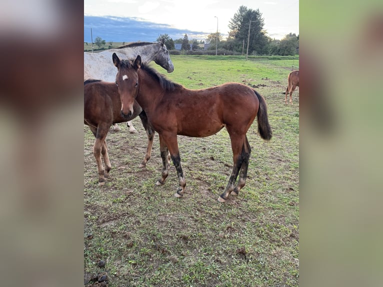 American Quarter Horse Mix Stute Fohlen (05/2025) 148 cm Brauner in Daleiden