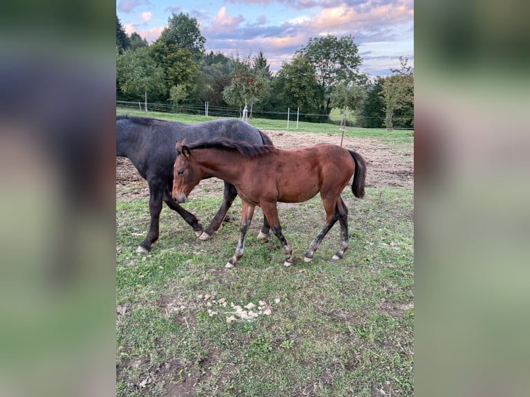 American Quarter Horse Mix Stute Fohlen (05/2025) 148 cm Brauner in Daleiden