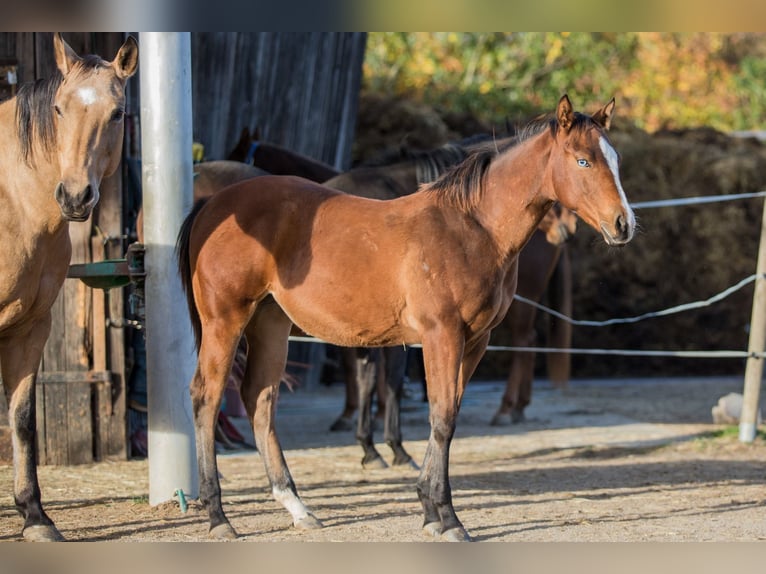 American Quarter Horse Stute Fohlen (04/2025) 148 cm Brauner in Oisnitz
